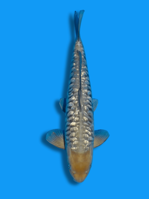 Big Scale Ginrin Soragoi | Koi&Co.